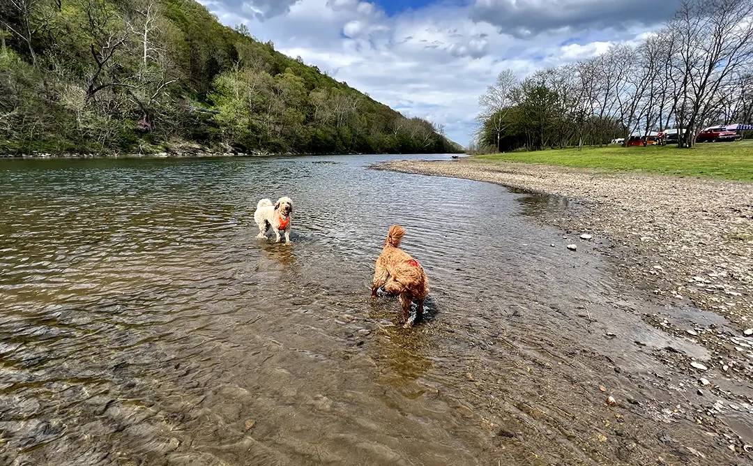 The Best Pet-Friendly Cabin Stays in West Virginia