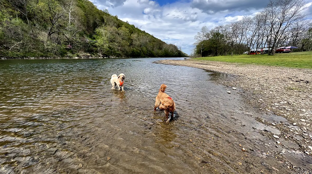 The Best Pet-Friendly Cabin Stays in West Virginia